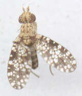 Image de Trypetoptera punctulata (Scopoli 1763)