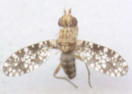 Image de Trypetoptera punctulata (Scopoli 1763)