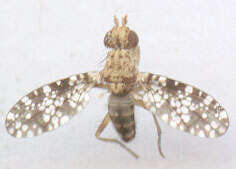 Image of Trypetoptera punctulata (Scopoli 1763)