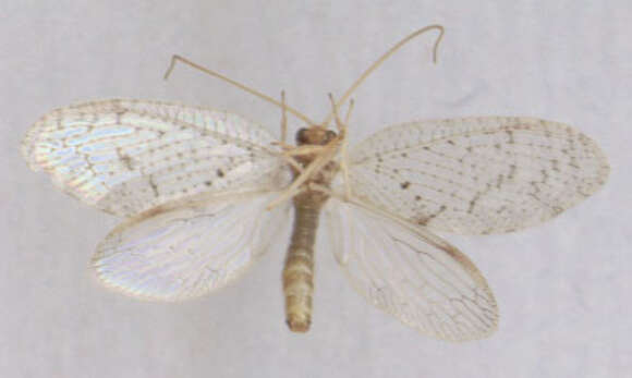 Image of Hemerobius humulinus Linnaeus 1758