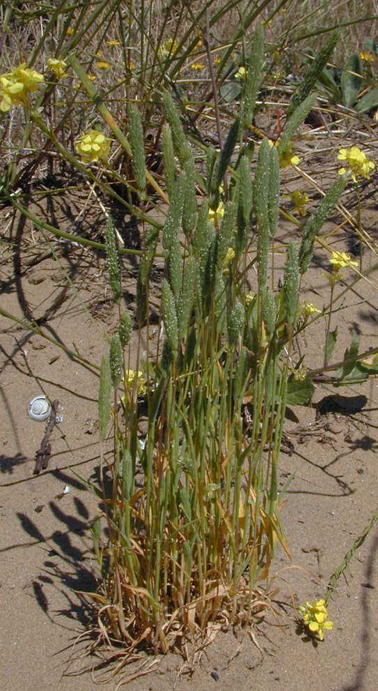 Phleum arenarium L.的圖片