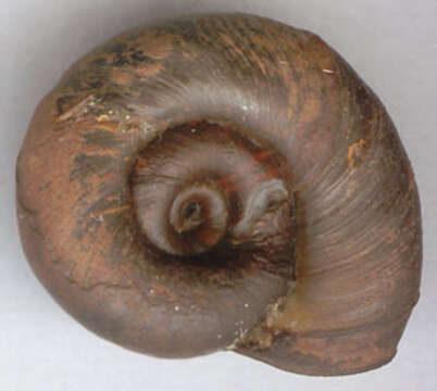 Image of Great Ram's Horn Snail