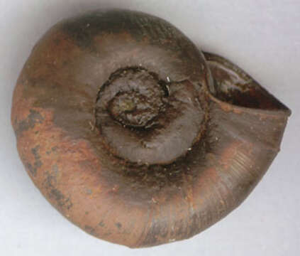 Image of Great Ram's Horn Snail