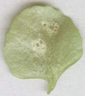 Image of Puccinia chrysosplenii Grev. 1836