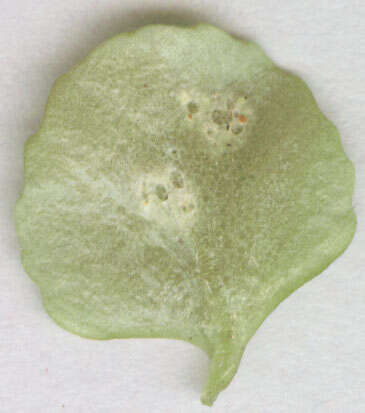 Imagem de Puccinia chrysosplenii Grev. 1836