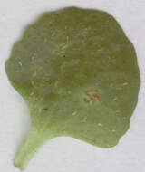 Imagem de Puccinia chrysosplenii Grev. 1836