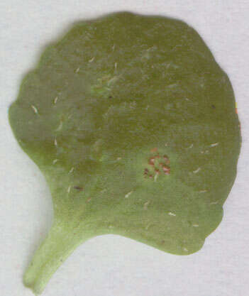 Image of Puccinia chrysosplenii Grev. 1836