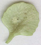 Image of Puccinia chrysosplenii Grev. 1836