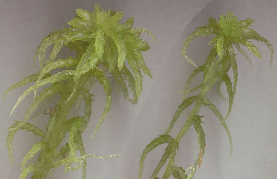 Image of water sphagnum