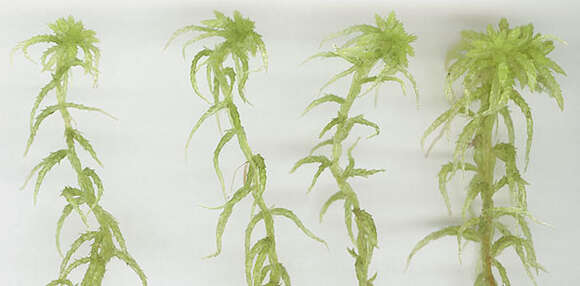 Image of water sphagnum