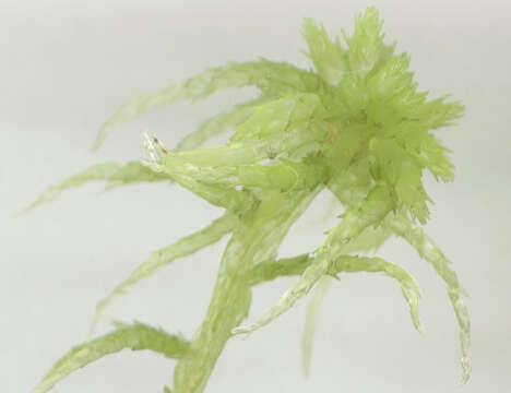 Image of water sphagnum