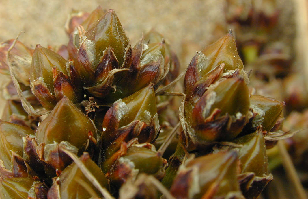 Image of spiny rush