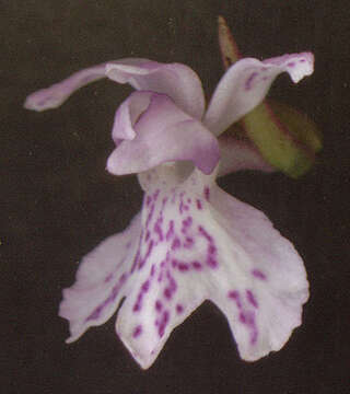 Image of Common spotted orchid