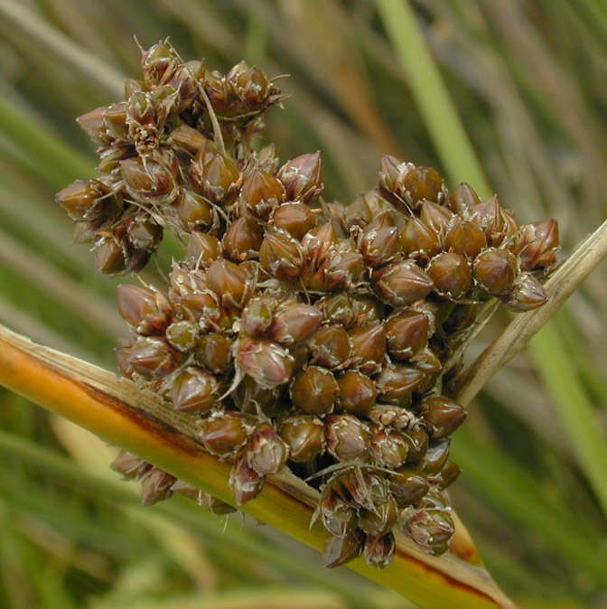Image of spiny rush