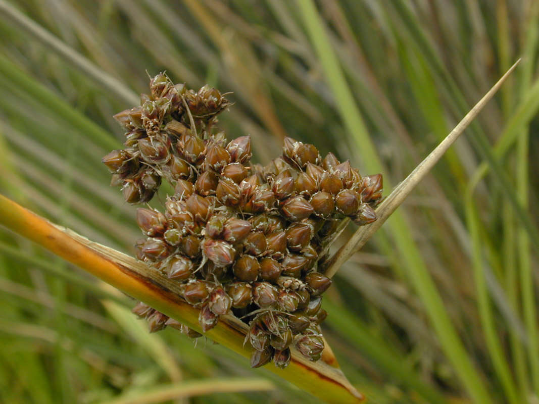 Image of spiny rush