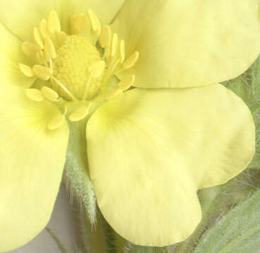 Image of sulphur cinquefoil