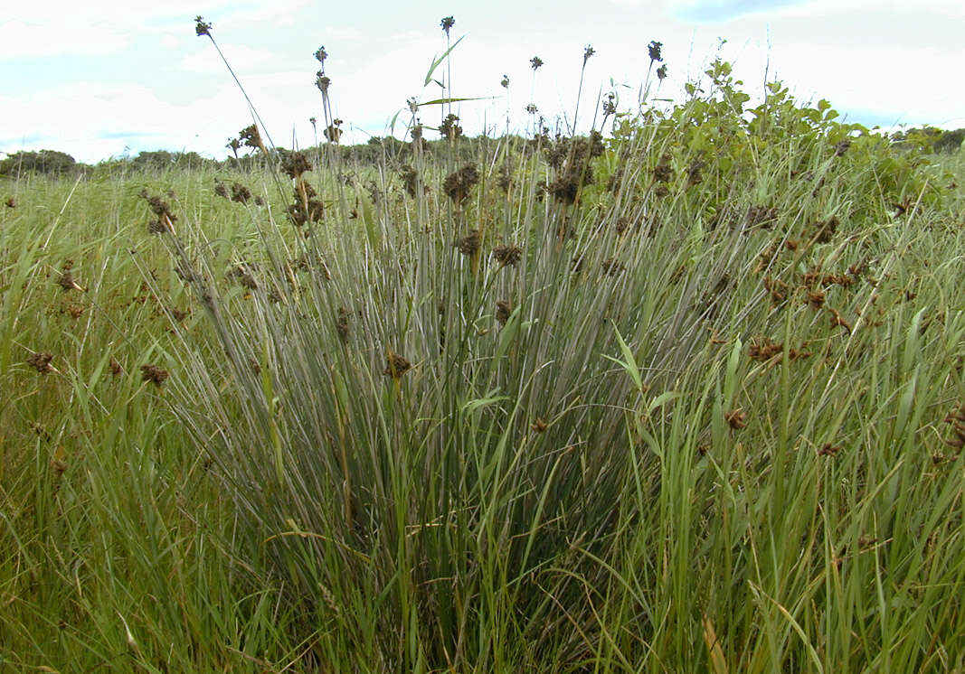 Image of spiny rush