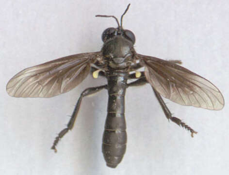 Image of Dioctria atricapilla Meigen 1804