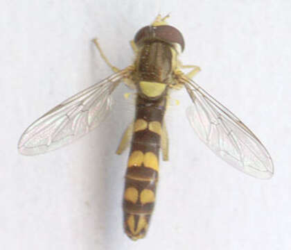 Image of Sphaerophoria scripta (Linnaeus 1758)