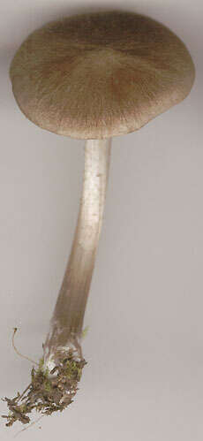 Image of Entoloma jubatum (Fr.) P. Karst. 1879