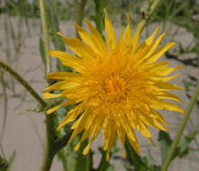 Image of field sowthistle