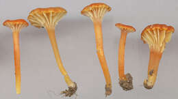 Image de Hygrocybe cantharellus (Fr.) Murrill 1911