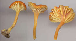 Image de Hygrocybe cantharellus (Fr.) Murrill 1911