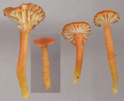 Image de Hygrocybe cantharellus (Fr.) Murrill 1911