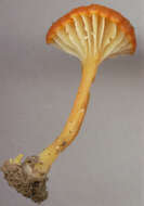 Image de Hygrocybe cantharellus (Fr.) Murrill 1911