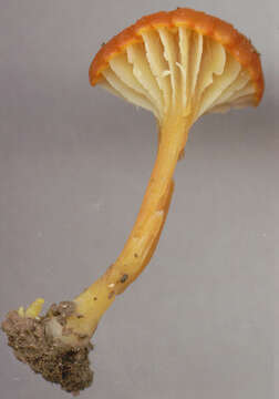 Image de Hygrocybe cantharellus (Fr.) Murrill 1911