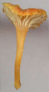 Image de Hygrocybe cantharellus (Fr.) Murrill 1911