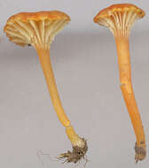 Image de Hygrocybe cantharellus (Fr.) Murrill 1911