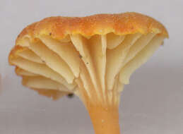 Image de Hygrocybe cantharellus (Fr.) Murrill 1911