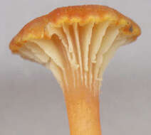 Image de Hygrocybe cantharellus (Fr.) Murrill 1911