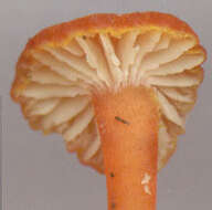 Image de Hygrocybe cantharellus (Fr.) Murrill 1911