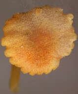 Image de Hygrocybe cantharellus (Fr.) Murrill 1911