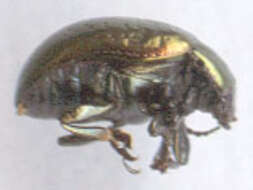 Image of Klamath Weed Beetle