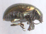 Image of Klamath Weed Beetle