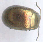 Image of Klamath Weed Beetle