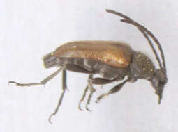 Image of Pseudovadonia