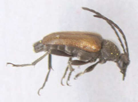 Image of Pseudovadonia