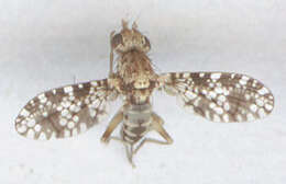 Image of Trypetoptera punctulata (Scopoli 1763)