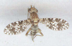 Image of Trypetoptera punctulata (Scopoli 1763)