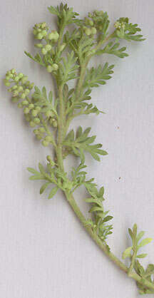 Image of Lesser swine-cress