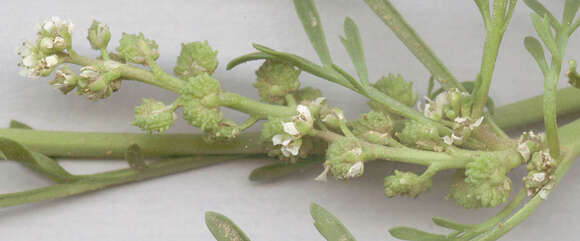 Image of Creeping Watercress