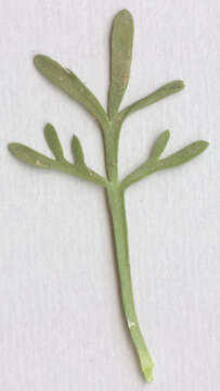 Image of Creeping Watercress