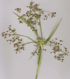 Слика од Scirpus sylvaticus L.