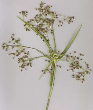 Слика од Scirpus sylvaticus L.