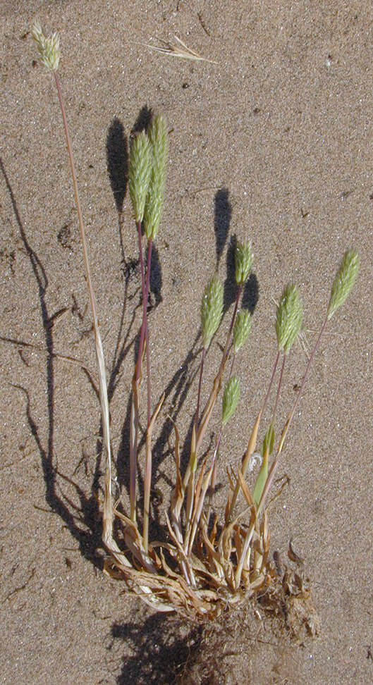 Phleum arenarium L.的圖片