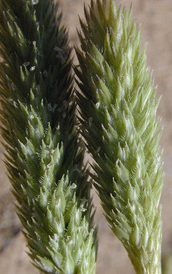 Phleum arenarium L.的圖片